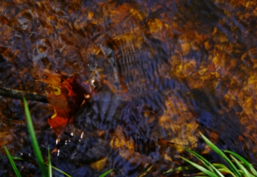 leaves in the stream