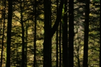 Light through conifer trunks