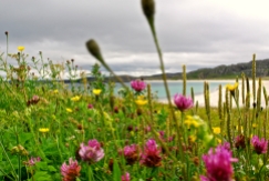 The machair: lime blown from the sand alkalinises the peaty soil for the most beautiful wildflower miracle