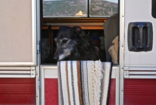 Murph in van w rug close landscape by Eloise Sentito of These Isles