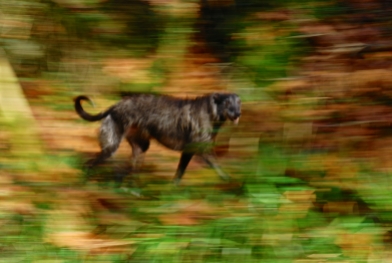Murph running happy in Breton woods